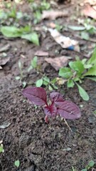 Young red leaf plant growing in dark soil