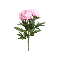 Pink Peonies on Transparent Background