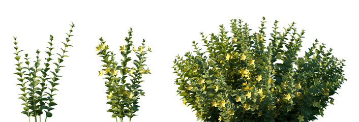 Fototapeta premium Set of Lysimachia nummularia (also known as creeping Jenny or moneywort) frontal isolated png on a transparent background perfectly cutout high resolution