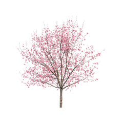 Obraz premium Cherry blossom tree on Transparent Background