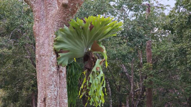 Platycerium ridleyi fern on tree