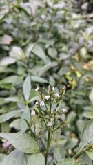 Close up of a delicate white flower bud on a green plant