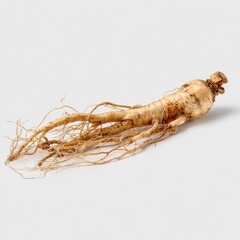 Single Ginseng root, light beige,  with extensive, fibrous roots
