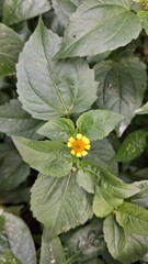 Small yellow flower blooming amidst lush green leaves