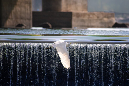 A White Crane Flying Across A Water Dam