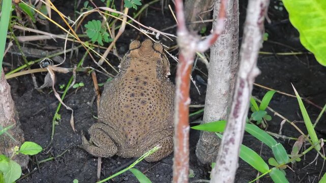 Toad walking in the grass in teh garden