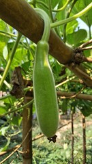 Young green gourd growing on a vine in sunlight