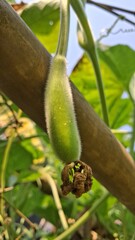 Fuzzy young cucumber growing on a thick vine with green leaves