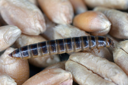Larva of Alphitobius diaperinus in family Tenebrionidae, darkling beetles. It is known commonly as the lesser mealworm and the litter beetle.