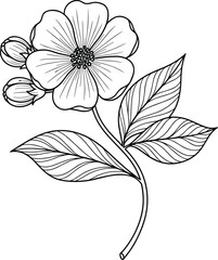 Botanical line drawing of blooming flower, black and white floral illustration with buds and leaves, elegant nature sketch for educational or decorative use