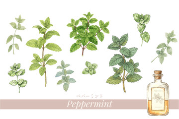 ペパーミントの植物画・精油＆アロマ © Soot kiri