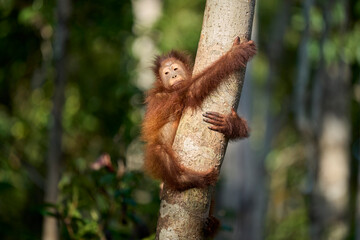 Young orangutan (Pongo pygmaeus) climbing in the rainforest of Borneo. Curiosity and agility show the first steps of life in Tanjung Puting National Park.