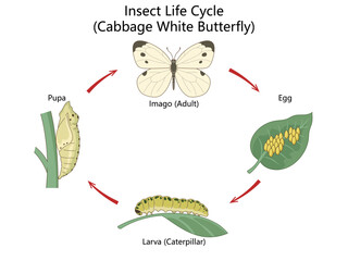 insect life cycle stages including egg, larva, pupa, and adult butterfly, focused on the cabbage white species diagram hand drawn schematic vector. Science educational illustration © Oleksandr Pokusai