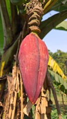 Close up of a red banana flower bud hanging from a tree