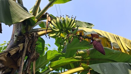 Young bananas growing on a tree under a bright blue sky
