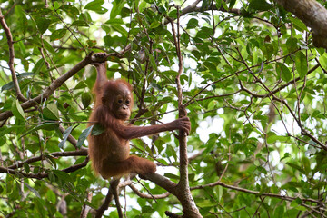 Young orangutan (Pongo pygmaeus) climbing in the rainforest of Borneo. Curiosity and agility show the first steps of life in Tanjung Puting National Park.