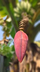 Close up of a vibrant pink banana flower hanging from a tree