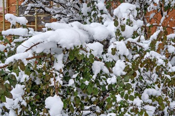 A bush covered in snow in front of a building