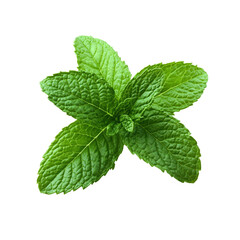 Mint sprig close up