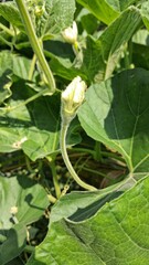 Close up of a young soybean plant with small white flowers and green leaves