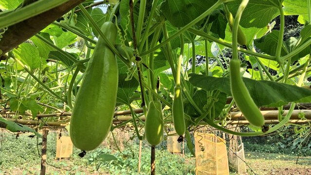 Green luffa gourds growing on a vine in a garden