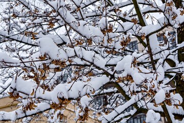 A snow covered tree with leaves on it in front of a building