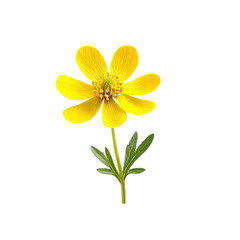 Yellow buttercup flower isolated on black