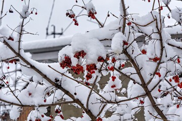 A bunch of red berries on a tree covered in snow