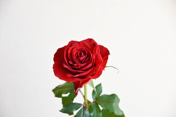Fototapeta premium 赤い薔薇