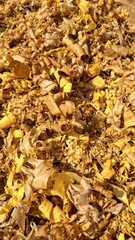 Golden autumn leaves covering the ground in a forest