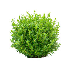 Green shrub bush isolated on black