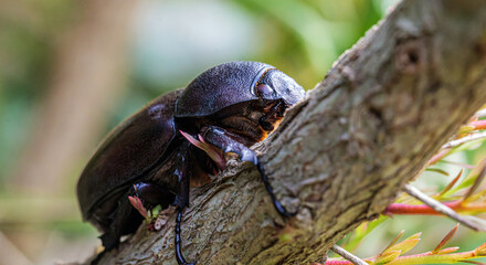 Female rhinoceros beetles, Hornless Female rhinoceros beetles Insects sitting on a branch, close-up, macro