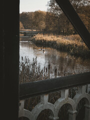 Frosty Morning on the River Trent: Cattails, Ornate Bridge, and Distant Church Spire, Burton, UK