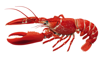 Vibrant detailed red lobster illustration showcasing claws texture and natural marine beauty in a realistic artistic style for food and seafood concepts on white background