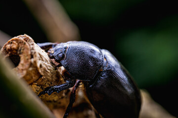 Female rhinoceros beetles, Hornless Female rhinoceros beetles Insects sitting on a branch, close-up, macro