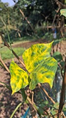 Yellow and green mottled leaf on a vine in sunlight