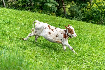 running cow in the grass