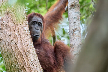 Adult orangutan Pongo pygmaeus in Tanjung Puting showing natural behavior in the rainforest of Borneo an endangered primate in the wild.