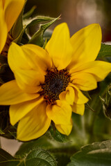 Yellow sunflower petals opening showing dark center