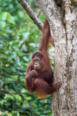 Adult orangutan Pongo pygmaeus in Tanjung Puting showing natural behavior in the rainforest of Borneo an endangered primate in the wild.