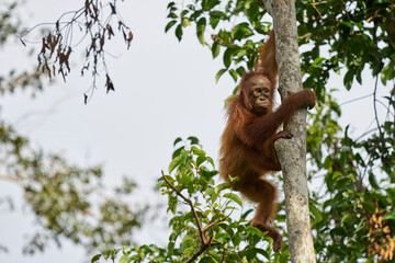 Adult orangutan Pongo pygmaeus in Tanjung Puting showing natural behavior in the rainforest of Borneo an endangered primate in the wild.