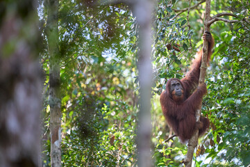 Adult orangutan Pongo pygmaeus in Tanjung Puting showing natural behavior in the rainforest of Borneo an endangered primate in the wild.