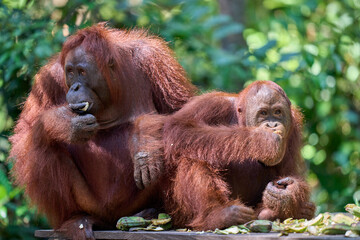 Adult orangutan Pongo pygmaeus in Tanjung Puting showing natural behavior in the rainforest of Borneo an endangered primate in the wild.