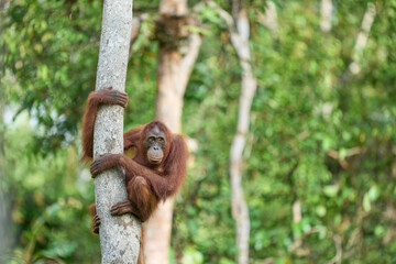 Adult orangutan Pongo pygmaeus in Tanjung Puting showing natural behavior in the rainforest of Borneo an endangered primate in the wild.