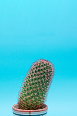 One small green cactus on a blue background, close up