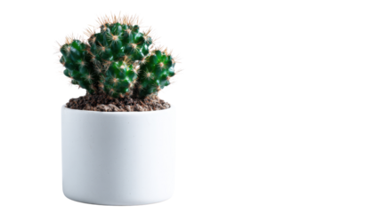 Small green cactus plant in modern white pot with detailed spines and textured soil creating minimalist natural decor on white background