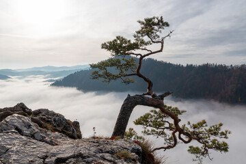 Relict pine on the mountainside