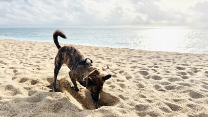 Playful Brindle Mixed Dog Enjoying the Beach While Digging in the Sand
