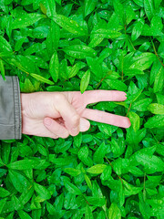 Victory in the fight for the preservation of nature and the ecosystem of the planet. The hand shows the victory symbol on a background of green leaves