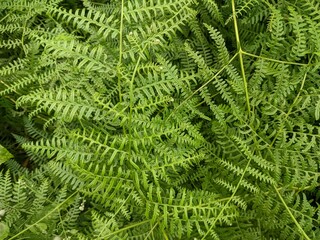 Vivid Green Tropical Ferns Filling the Frame